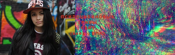 PSILOCYBIN Зеленодольск